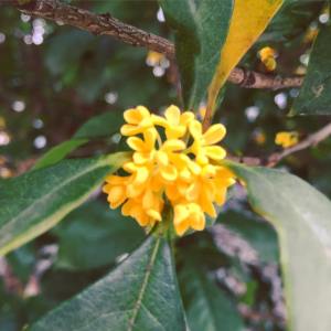 12042889_1662386043981057_5194889892116389014_n